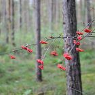 Letzte Vogelbeeren