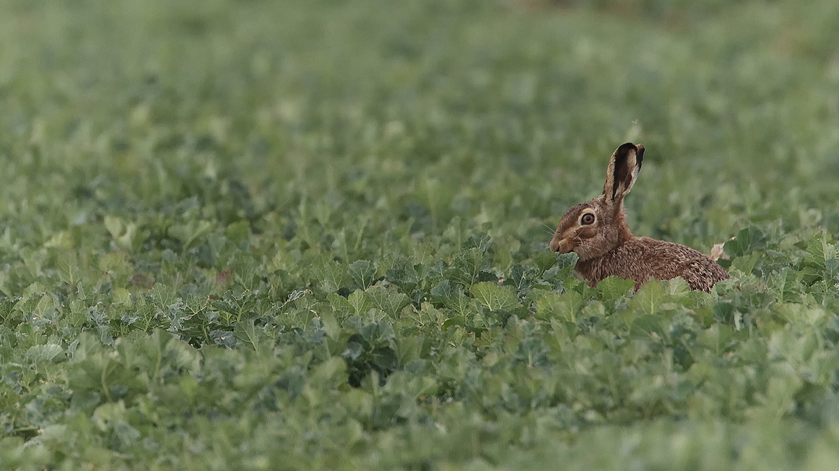 Letzte Vorbereitungen für Ostern 2015