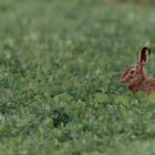 Letzte Vorbereitungen für Ostern 2015