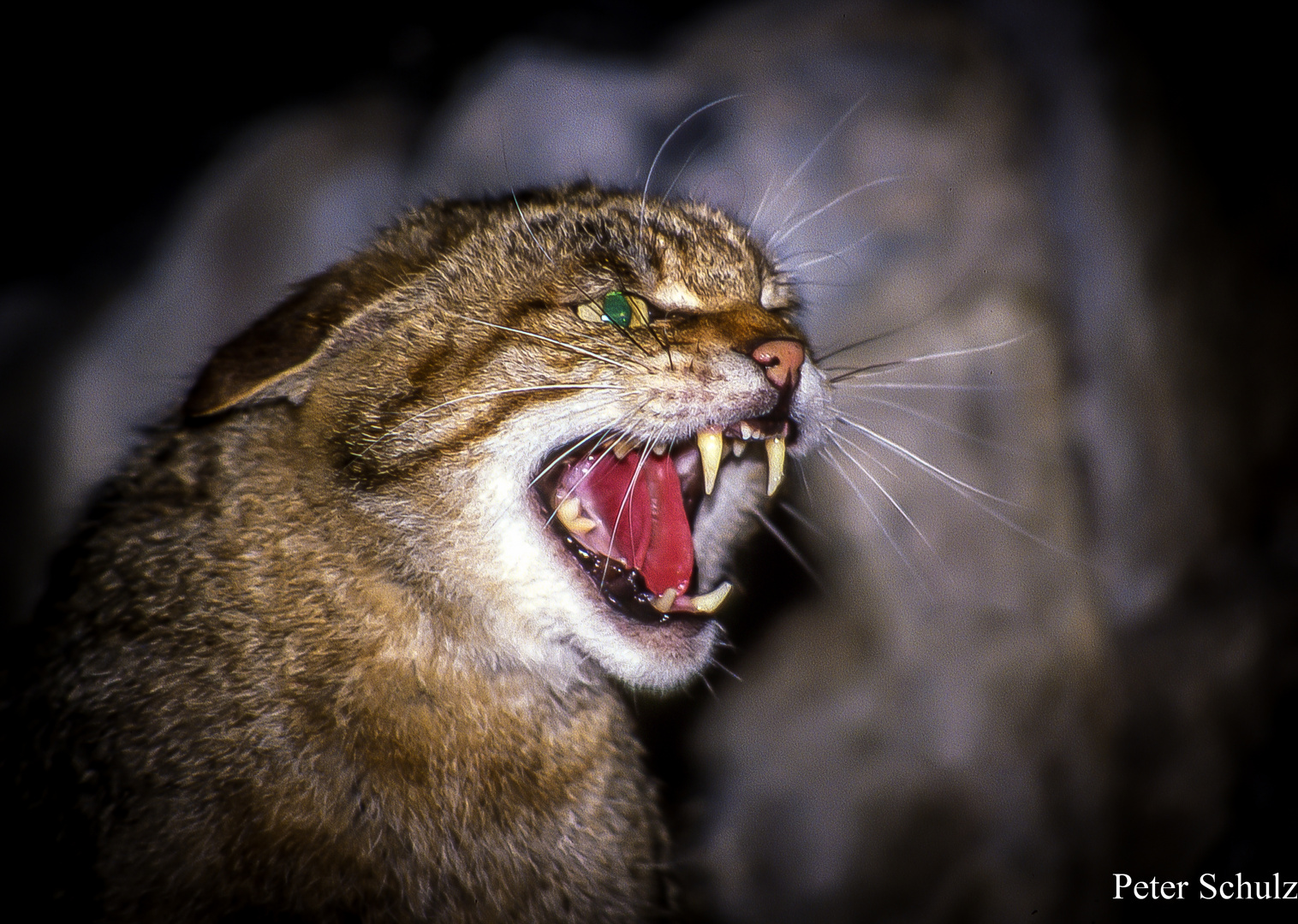 Letzte Warnung einer Wildkatze.