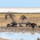 Letzte Wasserstelle vor der unendlichen Weite der Etoshapfanne