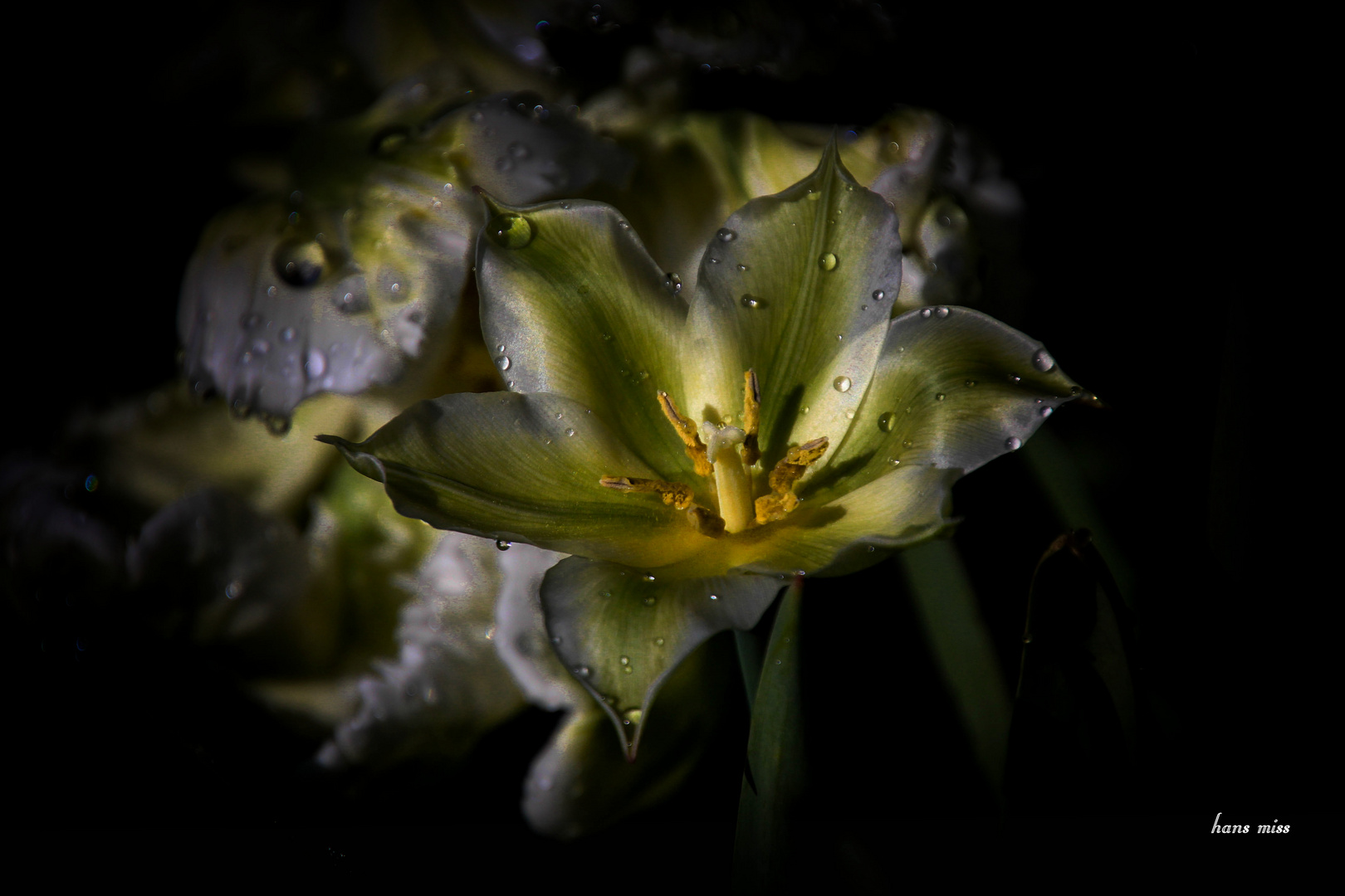 letzte Wassertropfen auf der Blüte