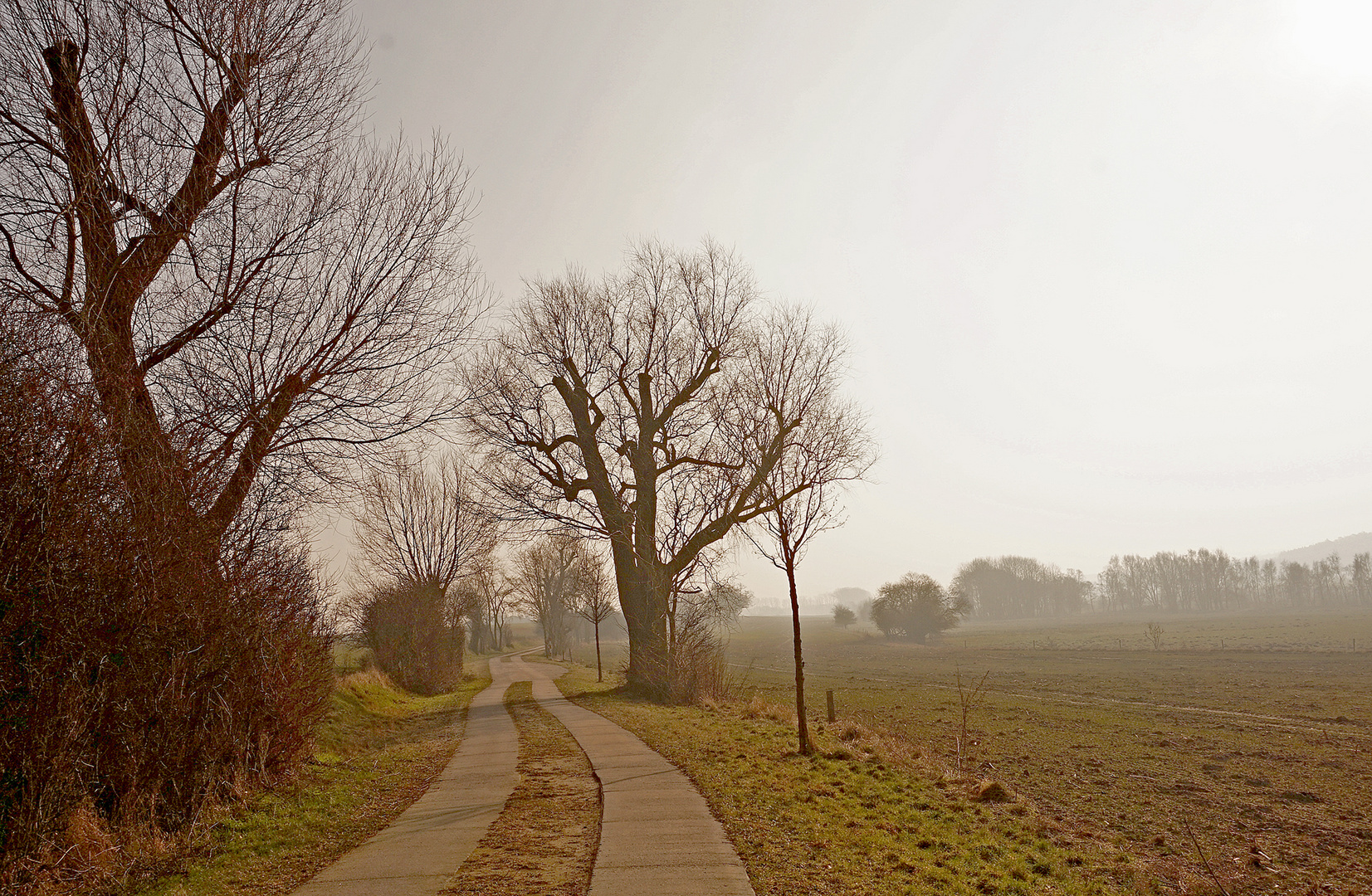 Letzte Weiden im Morgensonnenschein