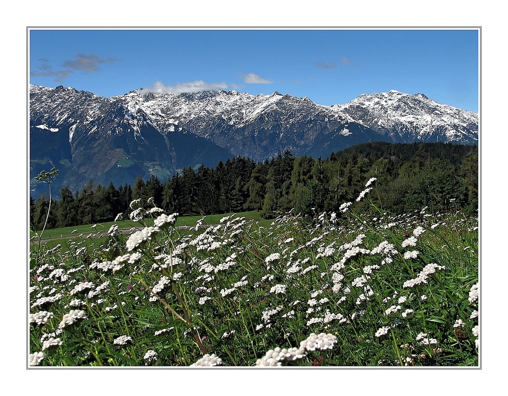 Letzte Wiesenblumen des Spätsommers/Frühherbstes