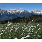 Letzte Wiesenblumen des Spätsommers/Frühherbstes