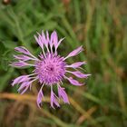 Letzte Wiesenflockenblumen