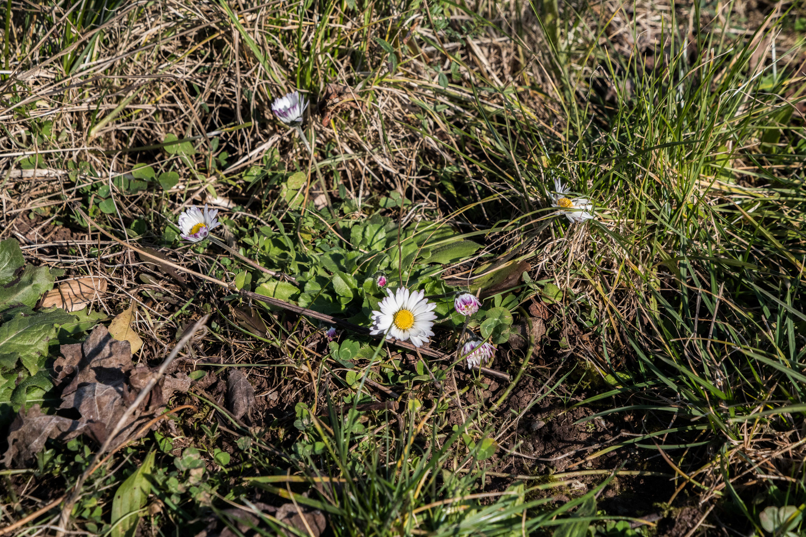 letzte Woche hier im Weinberg