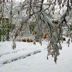 letzte Woche im Garten