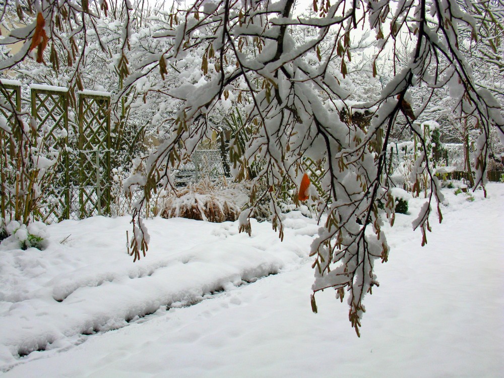 letzte Woche im Garten