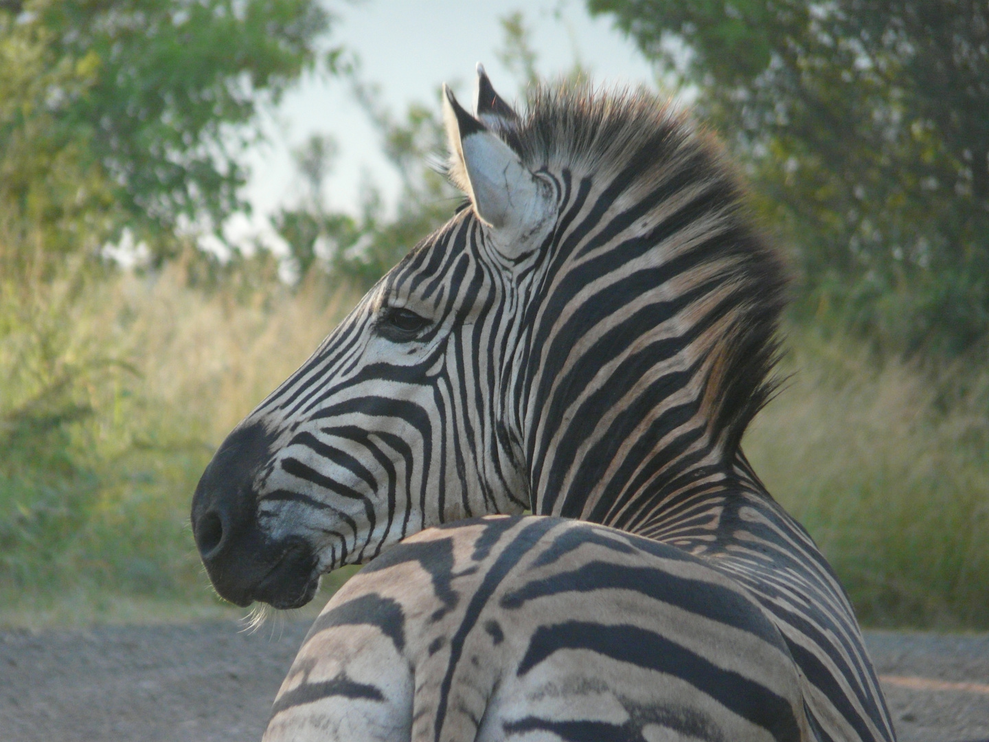 Letzte Woche im Hluhluwe-Umfolozi-Park