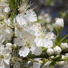 Letzte Woche war noch Frühling