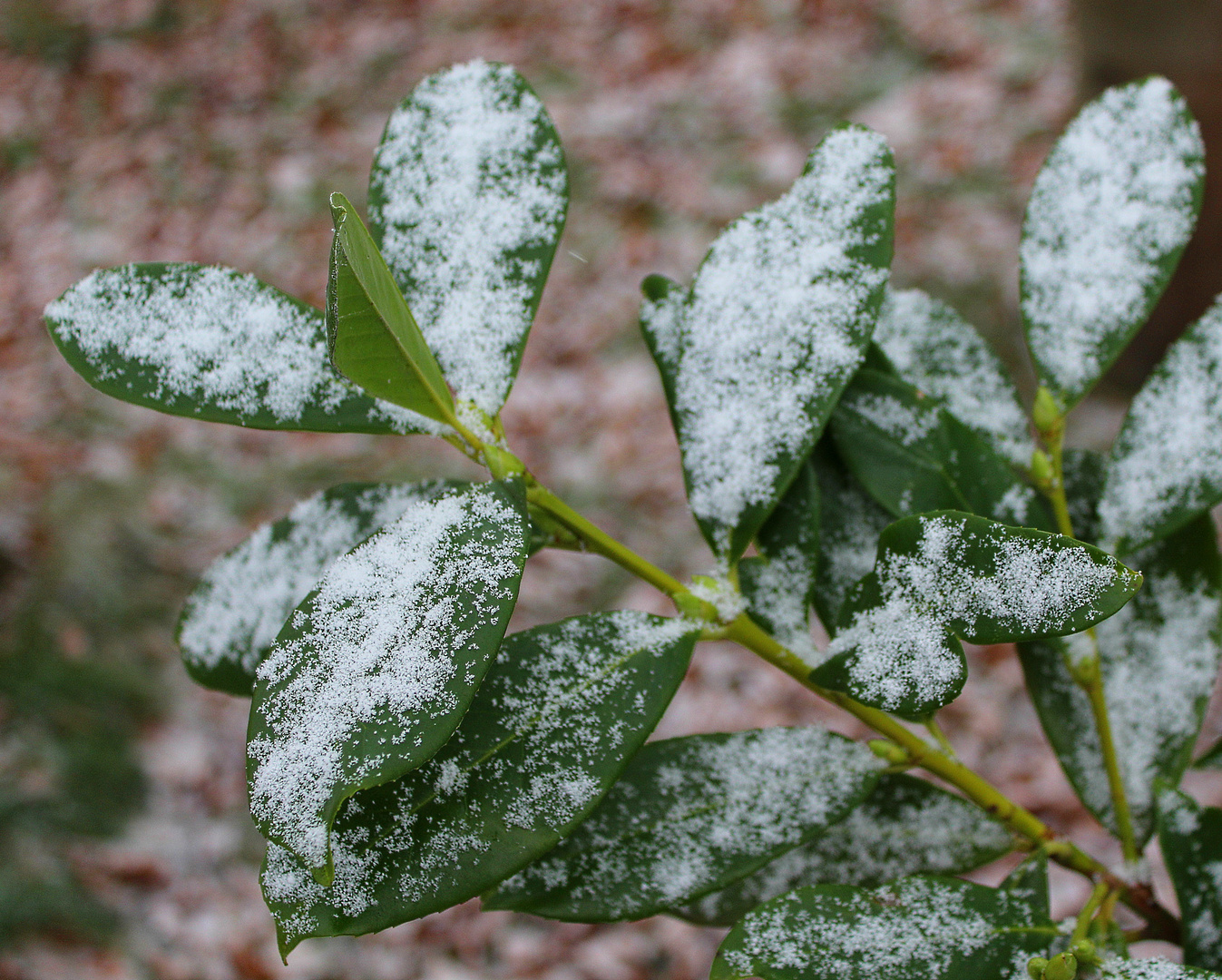 letzte Woche war Schnee ...