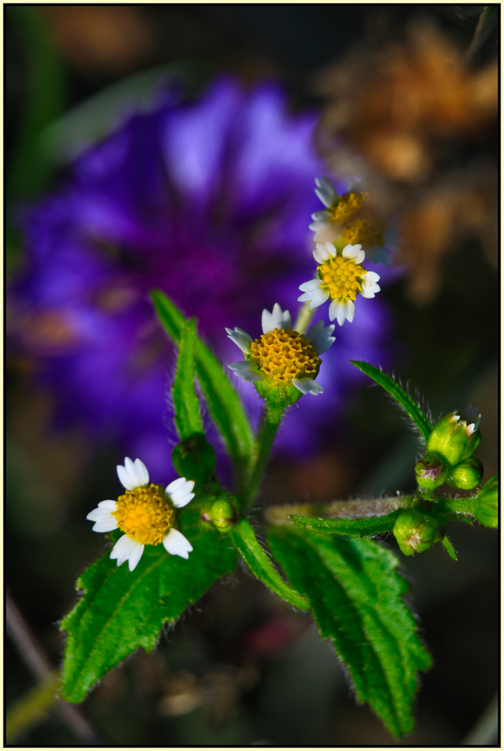 letzten Blümlein Herbst 2015