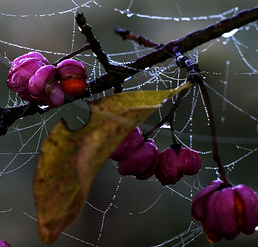 Letzten Farben....