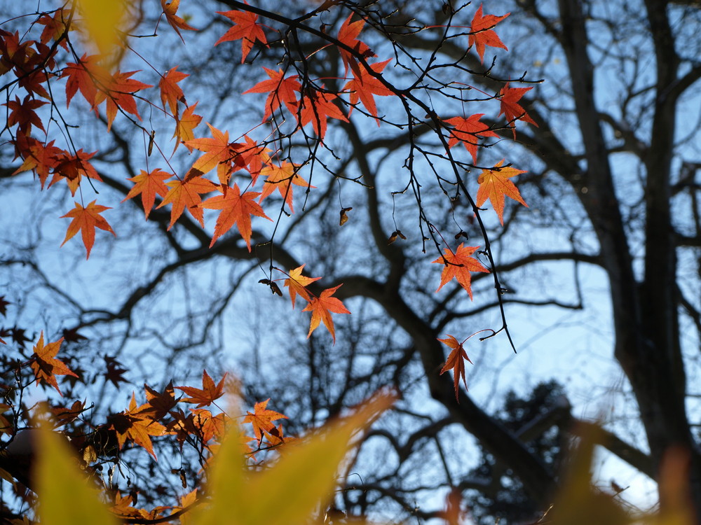 letzten farben des herbst