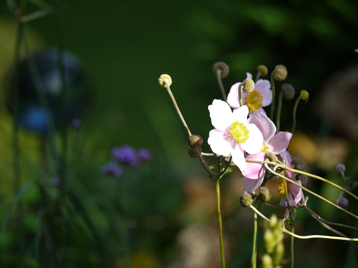 letzten Gartenblüten