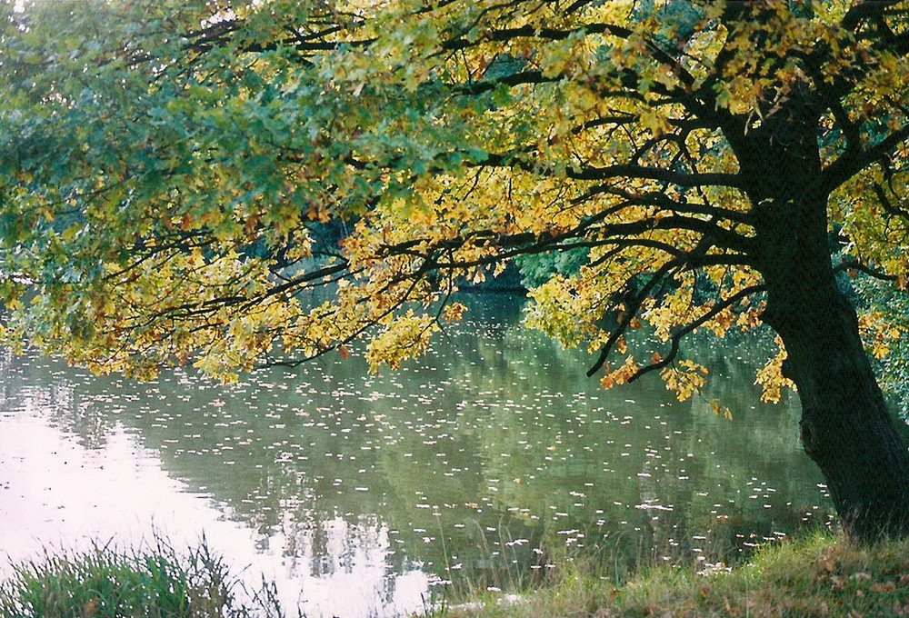 letzten Herbst