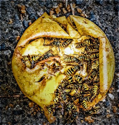 LETZTEN HERBST UNTERM APFELBAUM.....