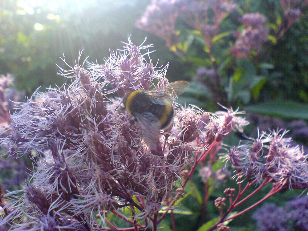 Letzten Sommer...