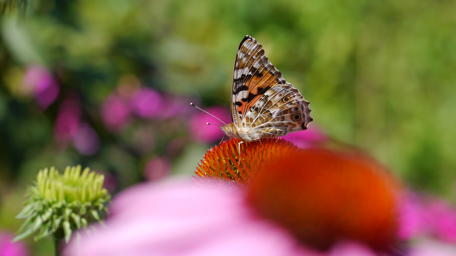 letzten Sommer