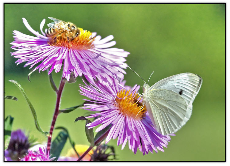 letzten Sommer auf der Wiese