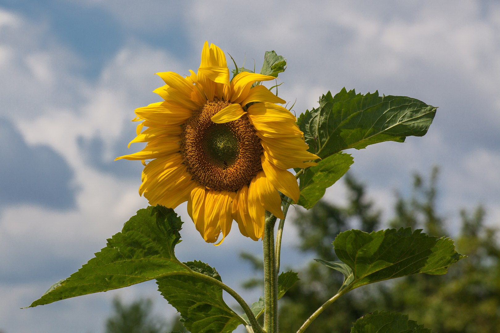 Letzten Sommer