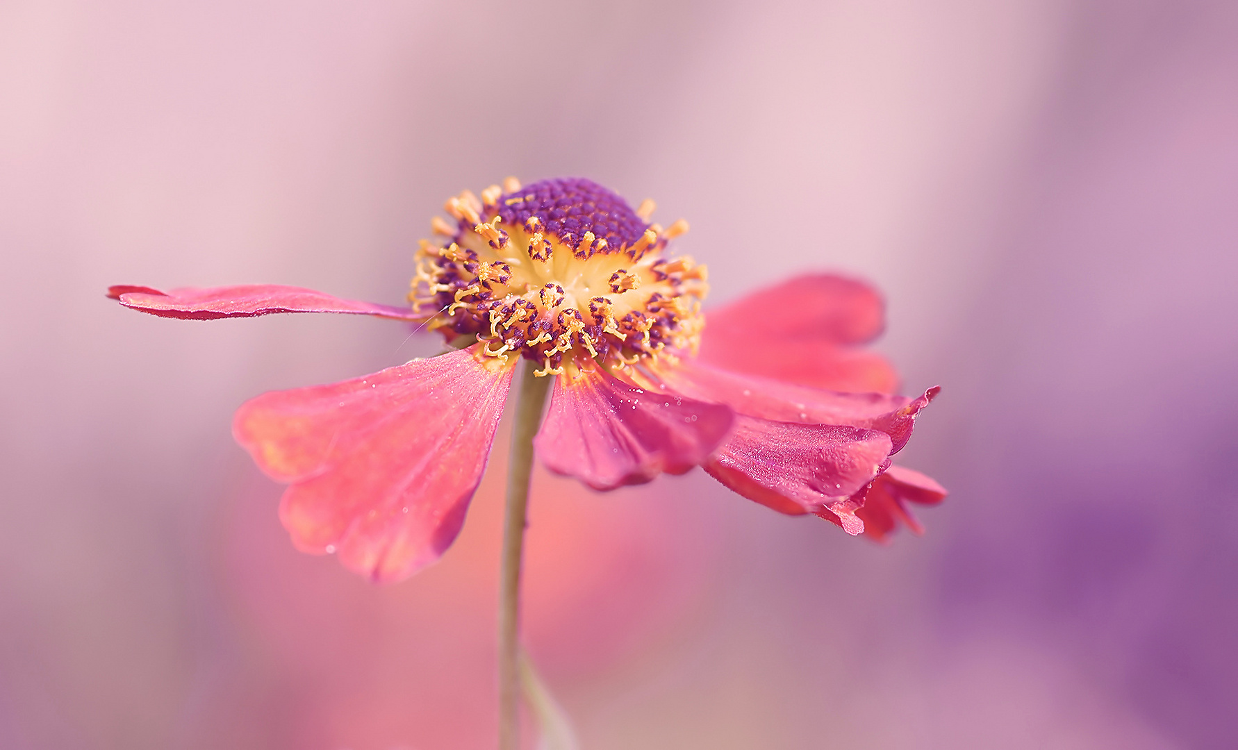 letzten sommer farben