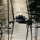 Letzten Sommer im Teich