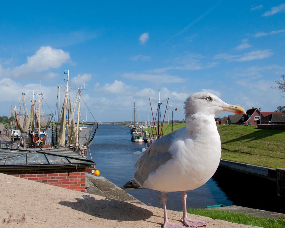 Letzten Sommer in Greetsiel