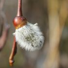 Letzten Sonntag im Garten (4)