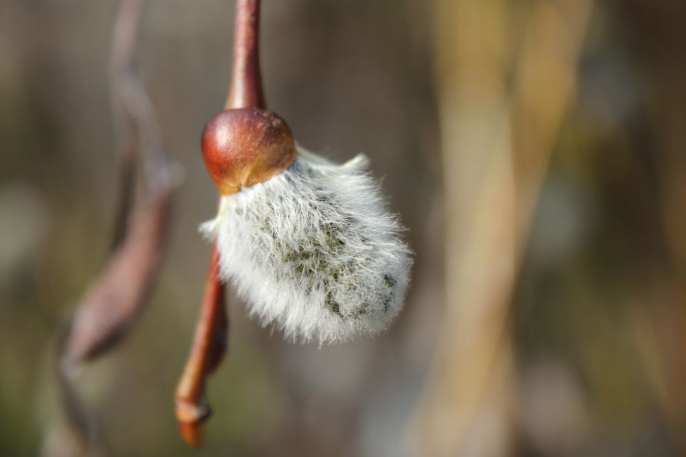 Letzten Sonntag im Garten (4)