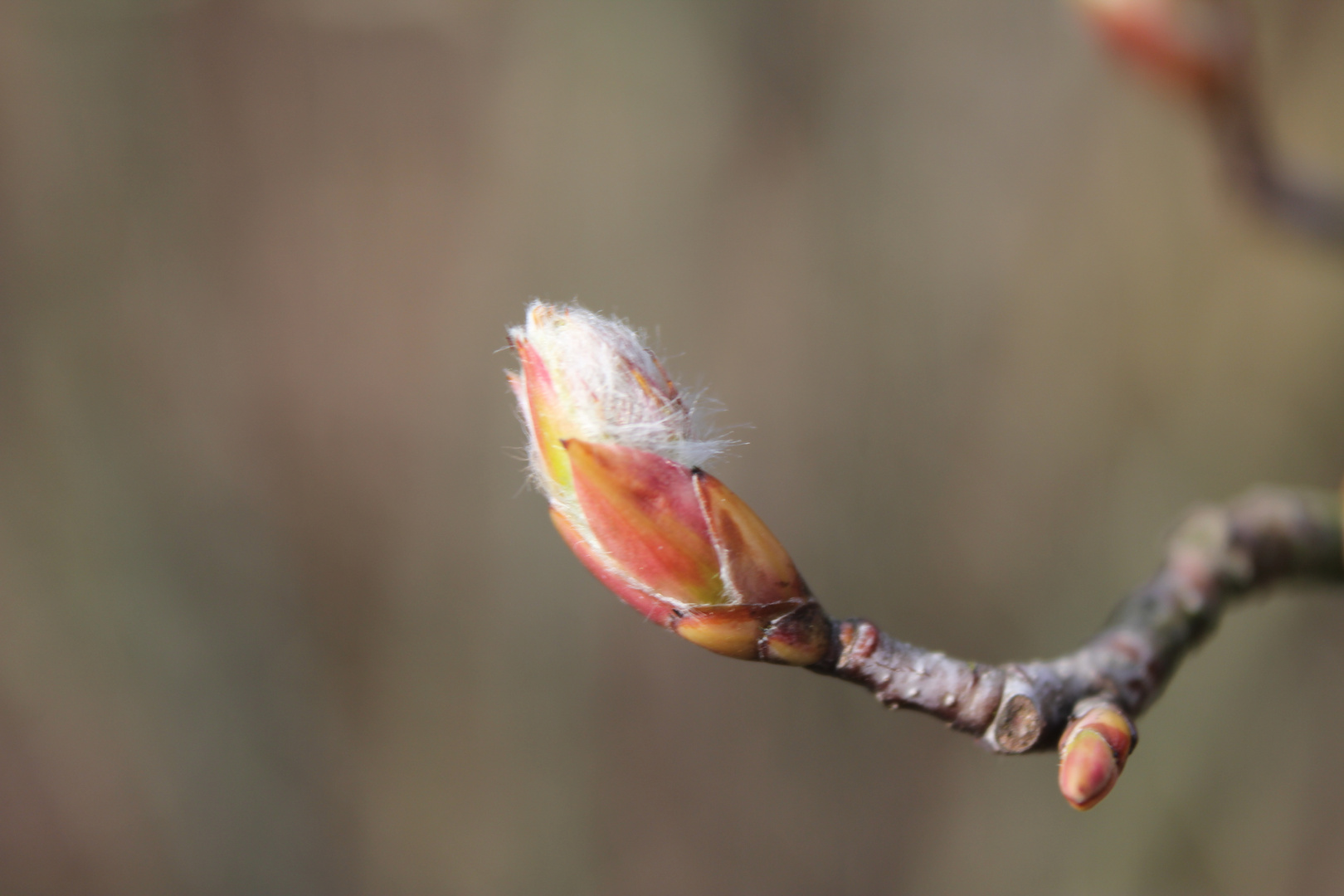 Letzten Sonntag im Garten (5)