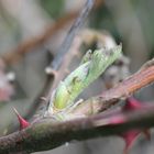 Letzten Sonntag im Garten (6)