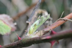 Letzten Sonntag im Garten (6)