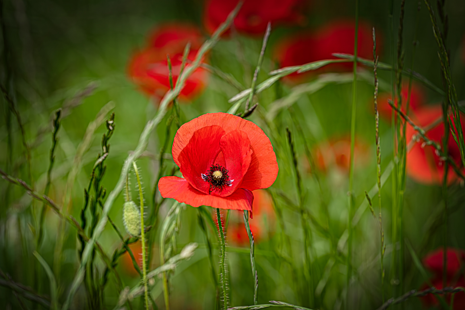 Letzten Sonntag in der Mohnwiese