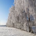 Letzten Winterbilder 2