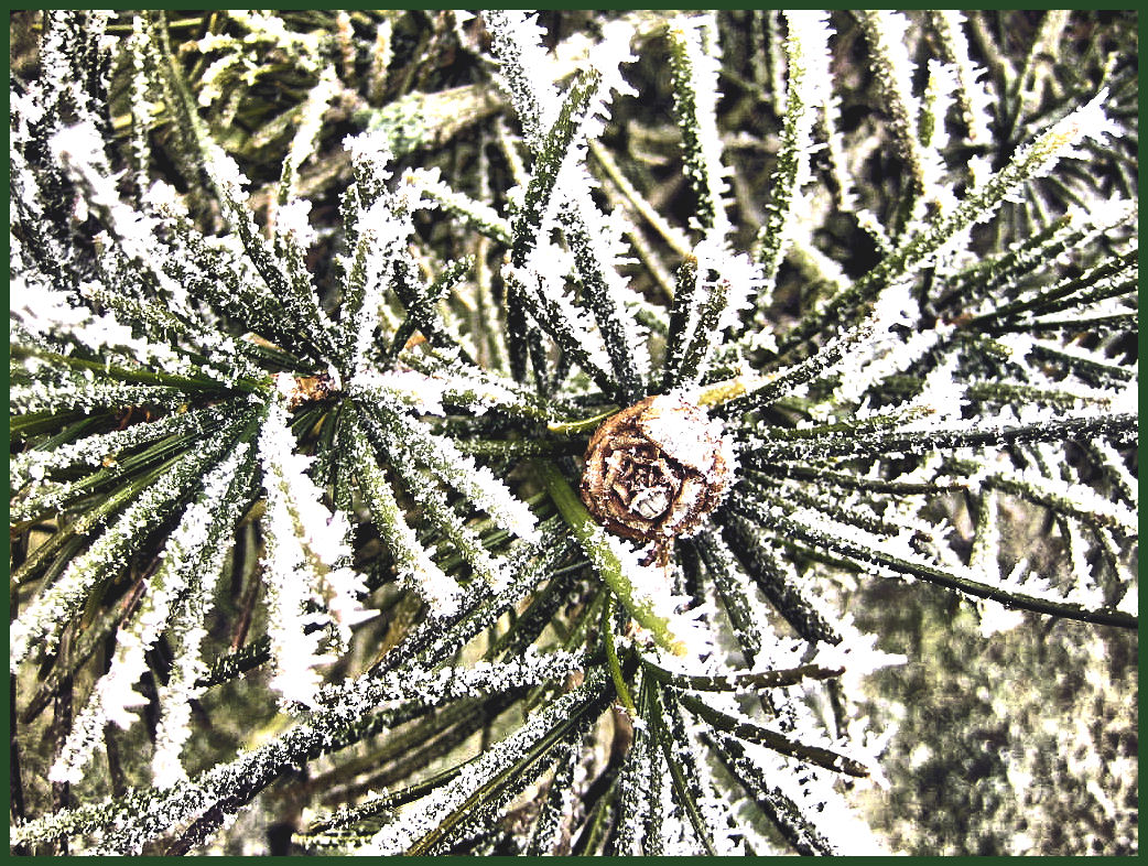 letzten wintergrüsse denn der frühling steht schon in den startöchen