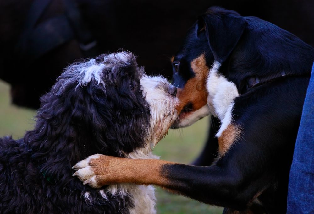 Letztens auf dem Hundeplatz -2-