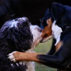 Letztens auf dem Hundeplatz -2-