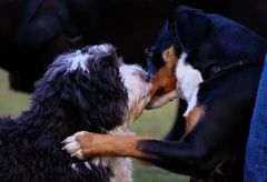 Letztens auf dem Hundeplatz -2-