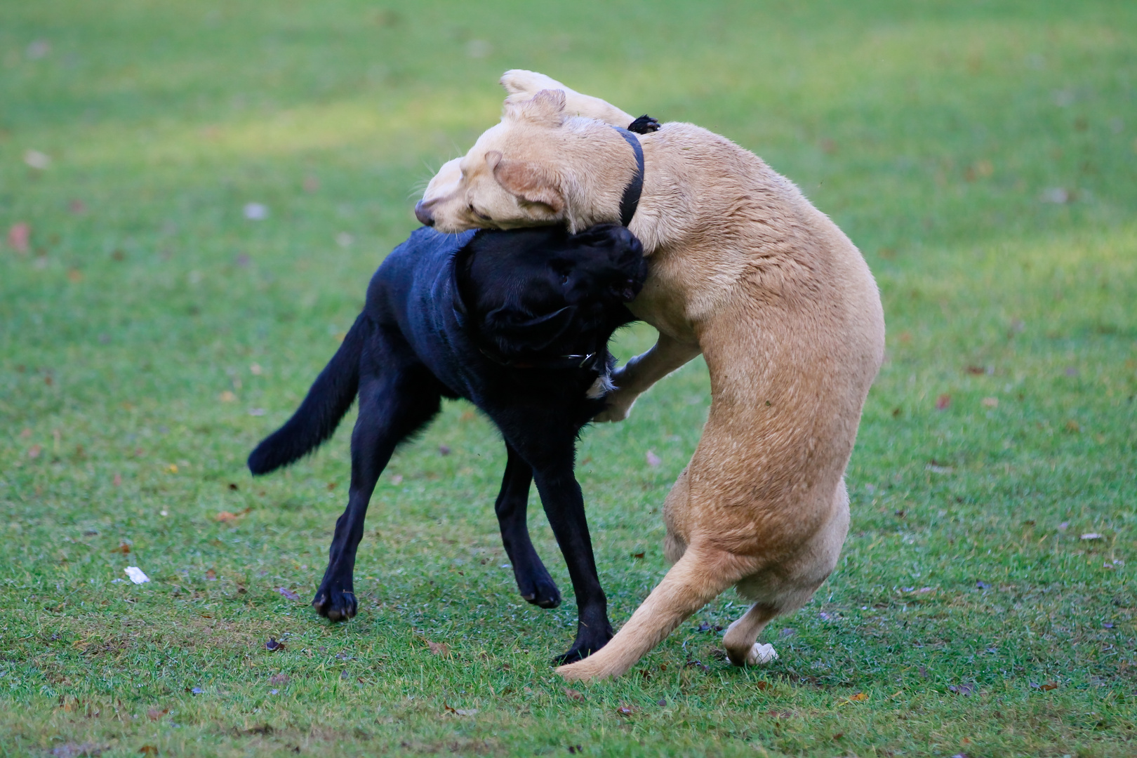 Letztens auf dem Hundeplatz -3-