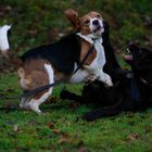 Letztens auf dem Hundeplatz -4-