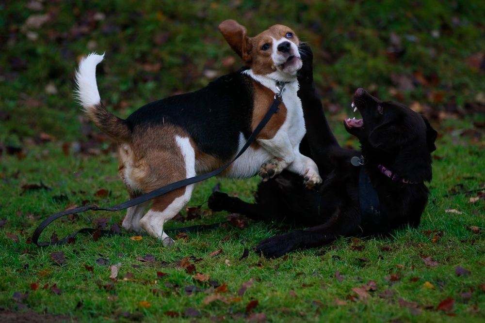 Letztens auf dem Hundeplatz -4-