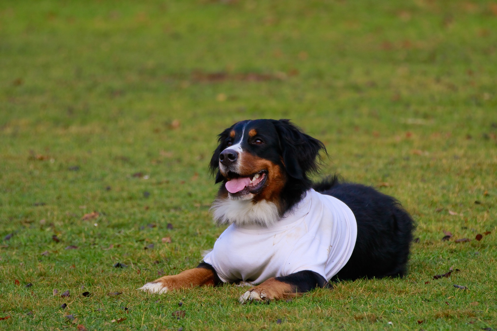 Letztens auf dem Hundeplatz -5-