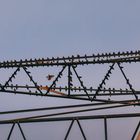 Letztens auf der  Starenvögel -Stromenergiekonferenz in Duisburg...