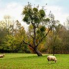 Letztens beim Sonntagsspaziergang...