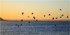 Letzter Abend auf Kangaroo Island