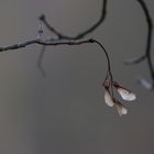 Letzter Abzweig: Herbstflügel