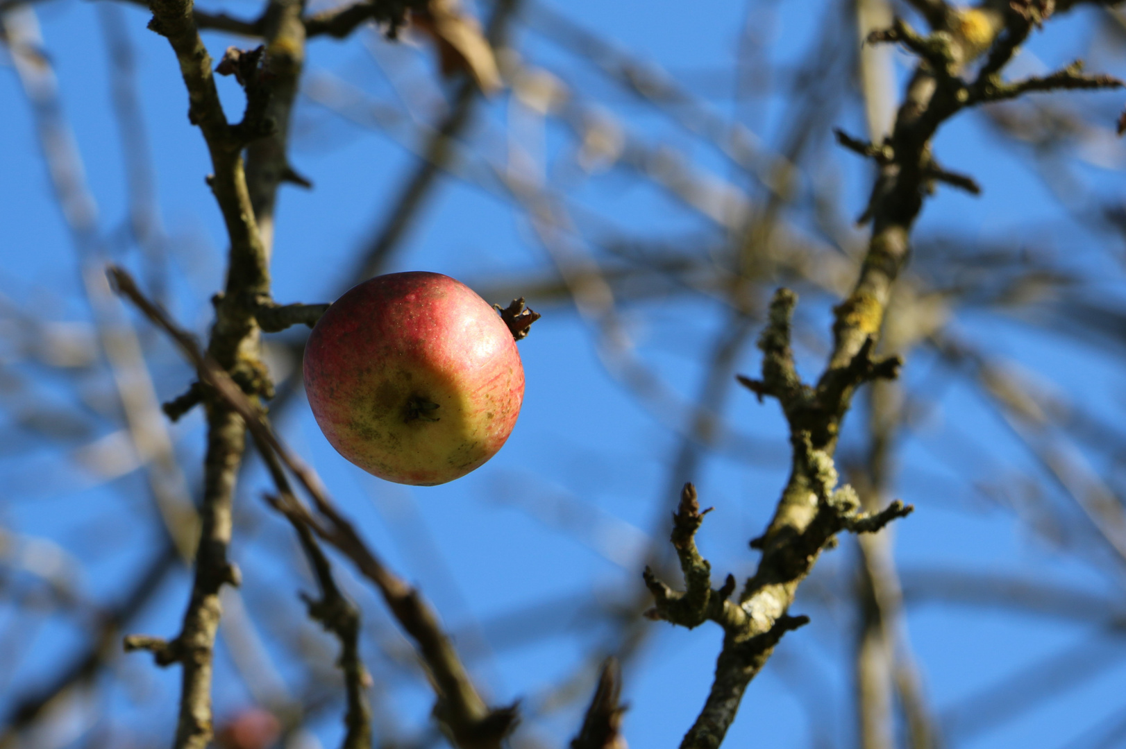 Letzter Apfel