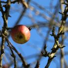 Letzter Apfel